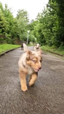Dog is running on a sidewalk. The dog is brown and white