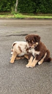 Two puppies are playing on the pavement. One is brown and the other is white. They are both sitting on the ground