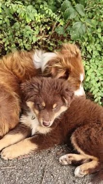 Two adorable brown and white dogs are snuggled up next to each other on a sidewalk. The scene is serene and tranquil, with the dogs looking content and relaxed. The grassy area behind them is lush