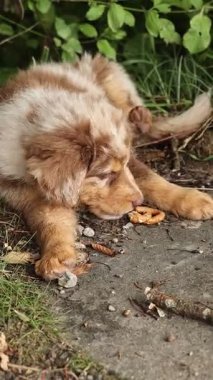 Brown and white dog is laying on the ground. The dog is looking at the camera. The dog is laying on a concrete surface