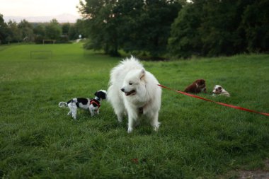 Beyaz köpek kırmızı bir tasma ve üç köpekle yürüyor. Köpekler farklı boylarda ve renklerde.