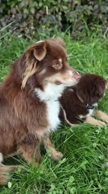 Two dogs are laying on the grass, one of which is brown and white. The other is brown and black