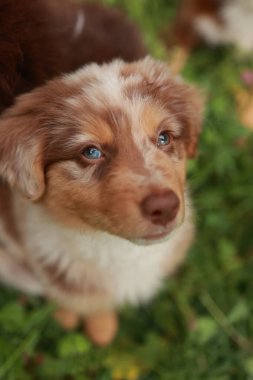 Brown and white dog with blue eyes is looking at the camera. The dog is standing on a green grassy field