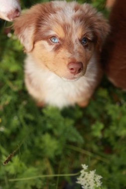 Kahverengi ve beyaz köpek kameraya bakıyor. Köpek yeşil çimlerin üzerinde duruyor.