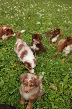 Bir grup köpek yavrusu çim tarlasında oynuyor. Yavrular kahverengi ve beyazdır ve çimlerin üzerinde dururlar.