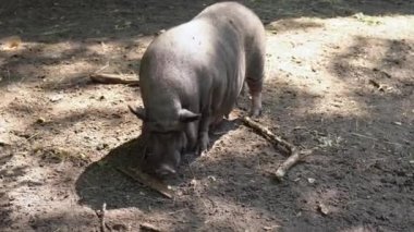 Evin küçük siyah domuzu tarlada yiyecek arıyor. Domuz yetiştiriciliği - evcil domuz yetiştirme ve yetiştirme. Vietnamlı göbekli, güneşli yaz gününde evcil bir hayvan.