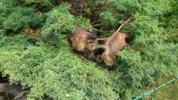 在丛林中挂在树上的两个可爱而优雅的山楂的肖像 在动物园里 一群小猴子跳到树枝上 吃爆米花 圈养的动物 — 图库视频影像