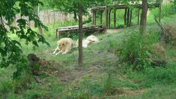 Два Льва Лежат Траве Вольере Зоопарка Один Лев Спит Спине — стоковое видео