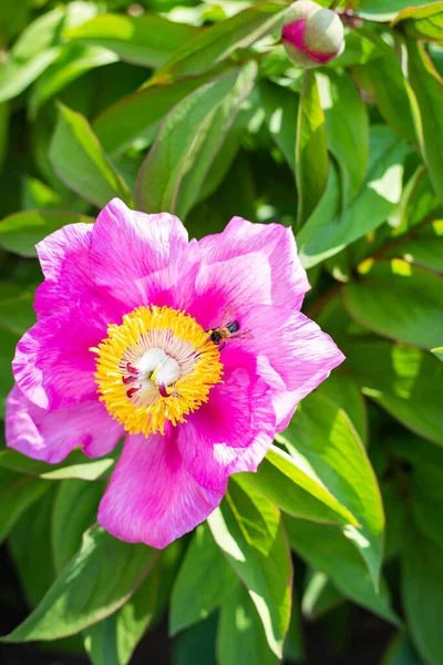 Όμορφο Ροζ Παιώνι Λουλούδι Σφήκα Επικονιαστή Καλοκαίρι Ανθίζει Και Μυρίζει — Φωτογραφία Αρχείου