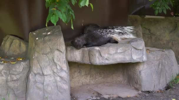 Puercoespín Lindo Duerme Una Roca Zoológico Bajo Ramas Árboles Día — Vídeo de stock