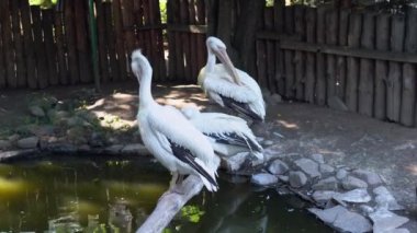 Çitin kenarındaki bir tünekte üç beyaz pelikan güneşli yaz gününde göletin yanındaki zoolojik bahçede tüylerini temizliyor. Pelikan büyük deniz kuşu hayvanat bahçesinde. Yabani kuşları esir tutmak