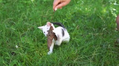 Neşeli beyaz-siyah kedi yavrusu oynuyor ve açık havada elinde bir kızın tuttuğu kuru bir yaprağı yakalıyor. Küçük sevimli kedi güneşli bir günde yeşil çimenlerin üzerinde zıplıyor ve hayvan sahibiyle oynuyor.