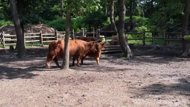 明るい晴れた夏の日にパドックで赤茶色のAnkole Watusi牛と彼女の子牛 大きな角を持つ母牛は屋外で子牛を舐める 赤ちゃんのための動物のケア 舐め洗浄します 繁殖牛 牧畜業 — ストック動画