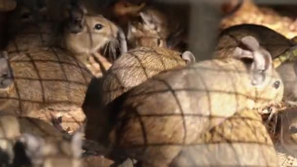Muchos Roedores Cautiverio Zoológico Corriendo Encerrados Ratas Domésticas Atrapadas Dentro — Vídeos de Stock