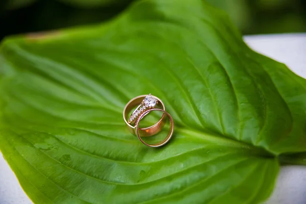 Belos Anéis Casamento Uma Folha Verde Close — Fotografia de Stock