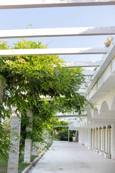 Ein Sehr Schöner Grüner Korridor Aus Geflochtenen Bäumen Ein Natürlicher — Stockfoto