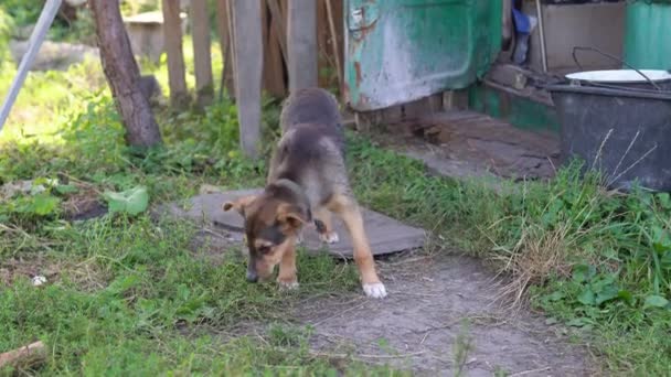 一只害羞的小狗看着摄像机 小心地在乡间的草地上吃东西 在一个阳光灿烂的夏日 一只带着领子的小狗在草地上啃骨头 宠物动物喂食 — 图库视频影像