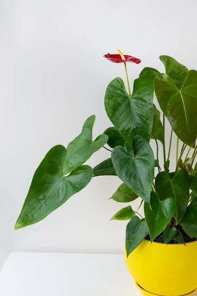 stock image Red anthurium with many large green leaves in a beautiful ceramic bright yellow pot stands at home on a white table. Caring for house plants