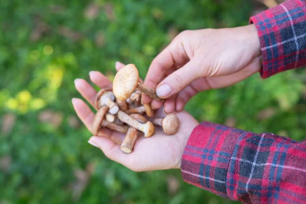 一个穿着格子衬衫的女孩手里拿着蘑菇 是采集蘑菇的时候了 在森林里散步 — 图库照片