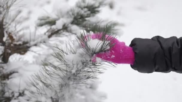 戴着粉红手套的女孩从雪松树枝上伸出手来 抖动厚厚的白雪 女人从雪地上的针叶树上抖落下来 雪花落在雪地上 — 图库视频影像