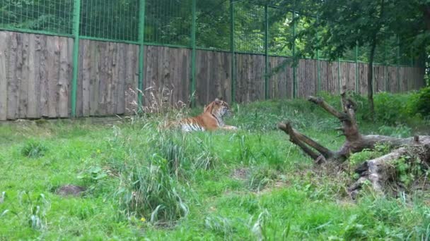 Una Tigre Adulta Giace Sull Erba Nel Recinto Dello Zoo — Video Stock