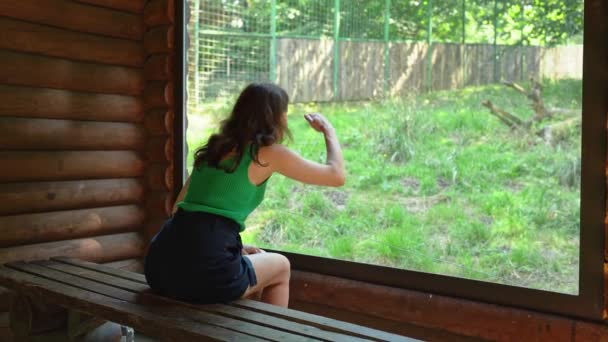 在动物园里 一个漂亮的女孩正坐在一座木制建筑的长椅上 透过大窗户看动物 女人试图仔细地看着围场里的食肉动物 用手指指指它们 — 图库视频影像