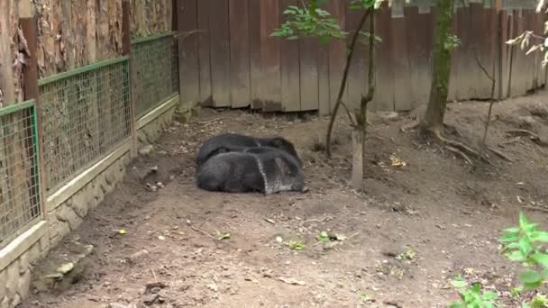 Δύο Χαριτωμένα Μαύρα Γουρούνια Που Κοιμούνται Στο Έδαφος Μια Φάρμα — Αρχείο Βίντεο