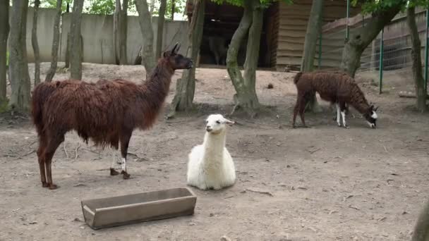 Hayvanat Bahçesinin Otlağında Tatlı Lama Bir Beyaz Lama Yerde Dinleniyor — Stok video
