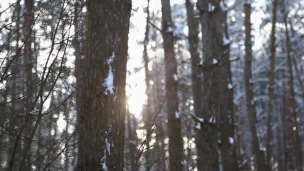 Pine Forest Snow Snowfall Scotch Fir Trees Winter Forest Snow — Stockvideo