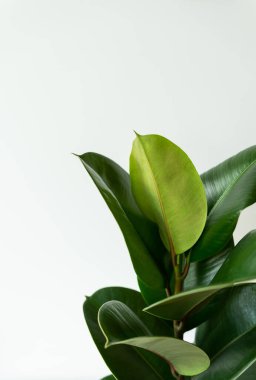 Ficus elastik. Evin içinde plastik incir var. Ev dekorasyonu ve bahçıvanlık kavramı