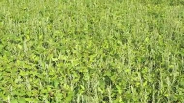 Güneşli yaz gününde tarlada olgunlaşmış taze soya bitkileri rüzgarda kolayca sallanıyor. Çiçekli yeşil soya fasulyeleri tarım arazilerinde yetişir. Tarım arazisi - ekoloji kavramı, tarım