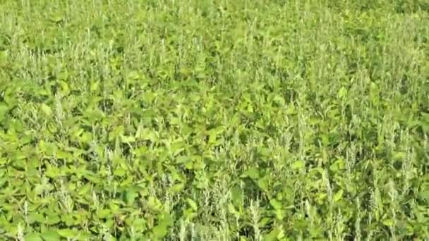 Young Ripening Soybean Plants Field Sunny Summer Day Sway Easily — Stock Video