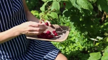 Young girl picking delicious ripe raspberries from the plant and placing them into a wooden bowl. Woman in apron as picks the ripe red berries from raspberry bush in an outdoor summer garden setting