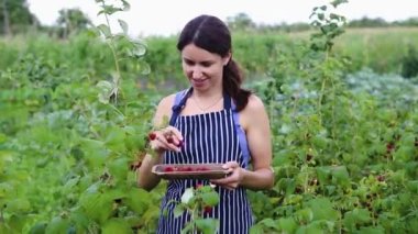 Gülümseyen güzel kız bitkiden lezzetli olgun ahududu topluyor ve onları ahşap bir kaseye koyuyor. Önlüklü genç kadın yaz bahçesindeki ahududu ağacından olgun kırmızı böğürtlenleri toplarken