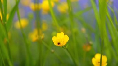 Arı sarı bir çiçekten polen topluyor. Vahşi doğada polenlenmiş bir çiçeğin yakın çekimi. Sarı çiçeğin yapraklarının üzerinde oturan bir bal arısı Rüzgarda sallanan yeşil sapların arka planına karşı