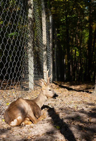 A baby deer sits near a fence and rests in the park. Resting in a national park next to wild animals