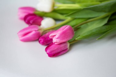 Beyaz arka planda pembe ve beyaz laleleri olan güzel bir bahar çiçeği. Tatiller için kartpostal