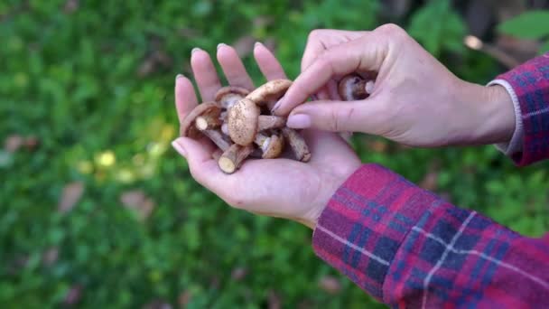 女性の手は森の中に集められたヤシのキノコを置く 屋外で彼女の手の中に蜂蜜菌と遊んだシャツの女の子 秋の森の中でキノコと面白い散歩を収集するための趣味 — ストック動画