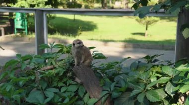 A meerkat stands guard in the midst of greenery looking for predators on a sunny day. Small grey animal standing up on a wooden log and looks around in zoo. Meerkat watching out birds on a tree stump