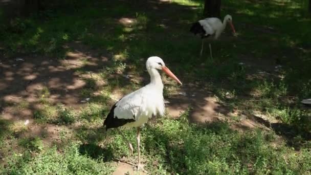 野生动物的景象 在春天的草地上 鹤独腿站立 动物园里有一只黑色和白色的大鸟 有红色的喙状花冠 几只鹤在草地上散步 4K的自然和动物概念视频 — 图库视频影像