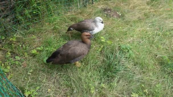Two Wild Ducks Stand Grass Middle Meadow Summer Day Mallard — Video Stock