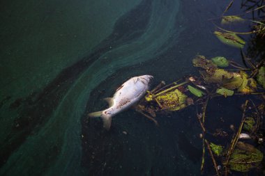 Dead fish carp float to the surface of the water in this polluted channel. Terrible smell of water near the lake. The problem of environmental pollution