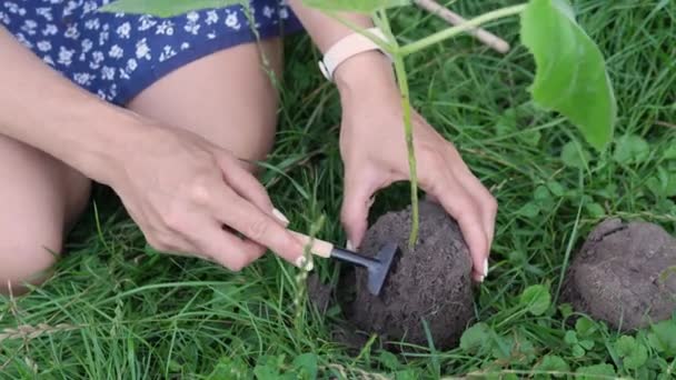 Gardener Woman Gardening Tools Outdoors Loosens Ground Hands Girl Small — Stockvideo