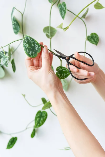 stock image Golden pothos or Epipremnum aureum on the wall in the bedroom. Pruning a flowerpot with steel scissors, caring for flowerpots at home