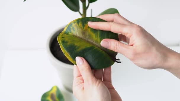 Woman Holding Inspection Fallen Yellow Green Ficus Elastic Leaves Her — 图库视频影像