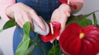Yeşil yaprakları ve kırmızı anthurium çiçeklerini kumaş kullanarak silen kız elleri. Bir bitkiyi temizleyen genç bir kadın, yaprakları nazikçe siler, ev bitkileriyle ilgilenir. Evde bitki yetiştirme kavramı