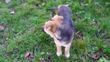A brown-black small dog stands on the grass in the park and waves its tail while looking at the camera. Young playful shepherd puppy looks around while standing on the lawn. Funny adorable pet outdoor