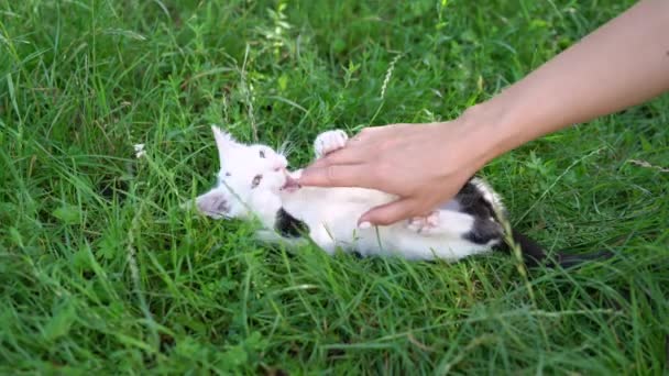 女孩在草地上的绿草上抚摸着一只有着黑斑的顽皮的白色小猫 一只女人的手和一只可爱的小猫咪玩耍 它在户外的草坪上咬 躺在地上 — 图库视频影像