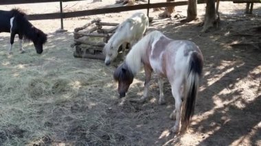 Several cute ponies of different colors walk around the paddock and eat hay on a bright sunny summer day. The concept of feeding animals - farming activities. Breeding and caring for small horses