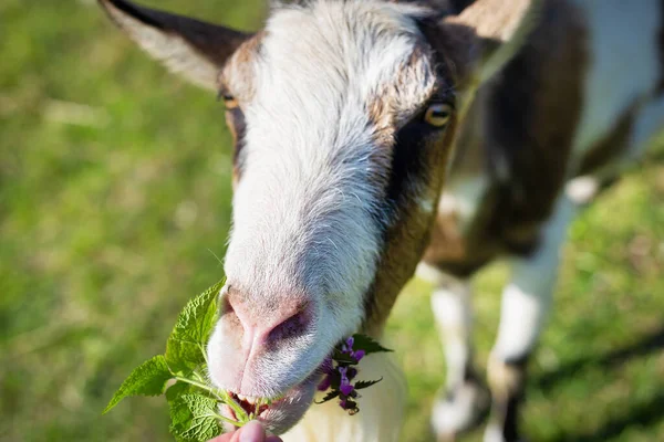 The goat looks into the camera, the goat stands among the green field, grazing the animal. Rural economy. Close-up